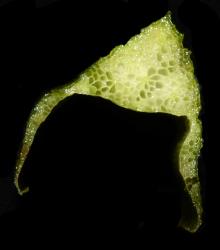 Sagittaria platyphylla. T.S. of a leaf petiole showing triangular shape.
 Image: K.A. Ford © Landcare Research 2020 CC BY 4.0